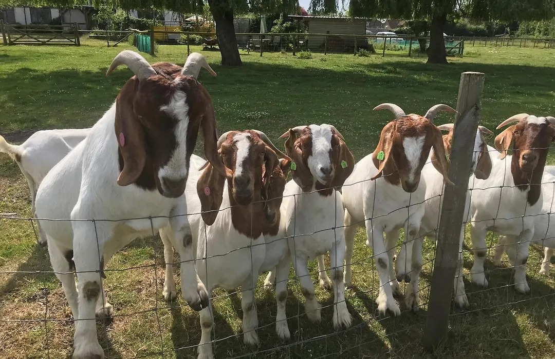 Withy Farm-1