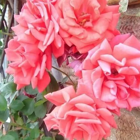 Rosa'S Bed And Breakfast-2