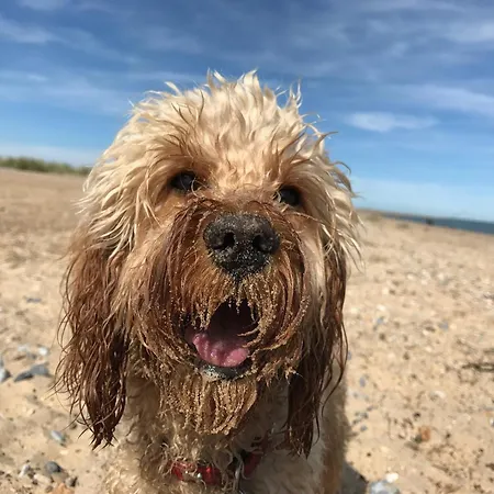 Parkdean's California Cliffs: Beachside Pet-Friendly Retreat-3