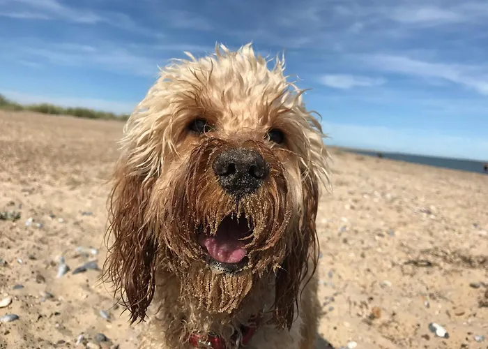 Parkdean's California Cliffs: Beachside Pet-Friendly Retreat Scratby