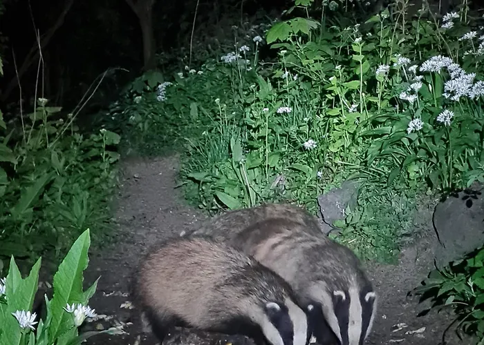 Badger Bar